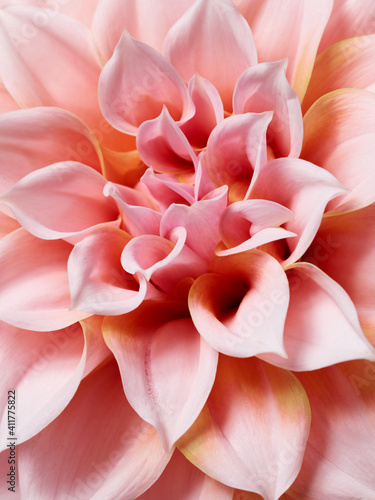 Beautiful pink dahlia macro photography