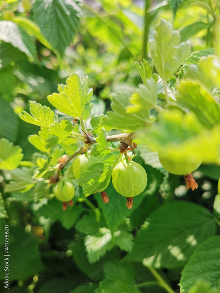 Obraz premium gooseberries on a bush