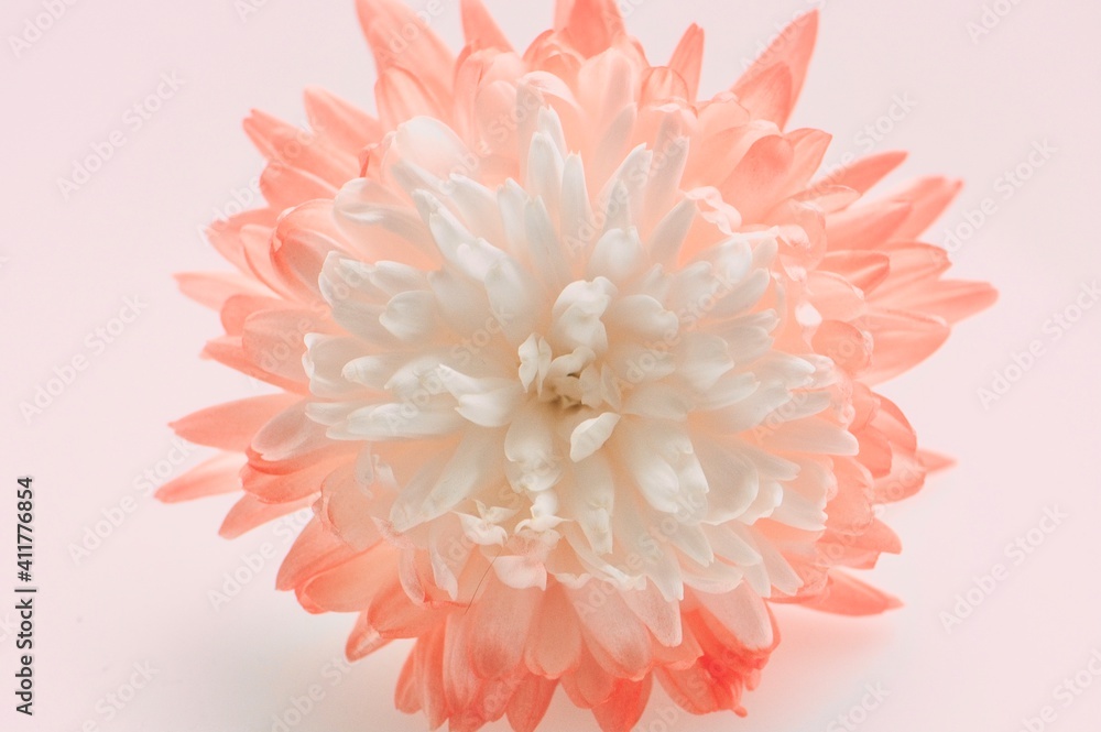 Chrysantheme im zarten weiß-lachsfarben Chrysantheme im zarten weiß-lachsfarben