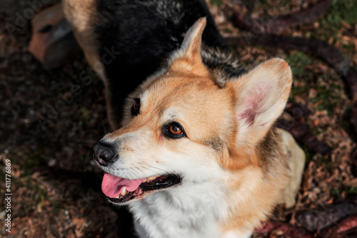 Welsh corgi Pembroke tricolor stands in woods and looks up with brown intelligent eyes smiling. Worlds smallest sheepdog. English shepherd dog breed.