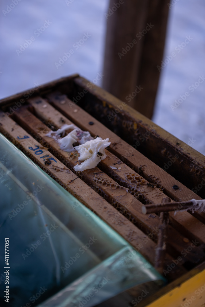 feeding bees with additional treatment made of sugar to replenish food reserves feeding bees with additional treatment made of sugar to replenish food reserves