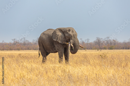 African elephant (loxodonta africana) foraging on dry savanna © Chris