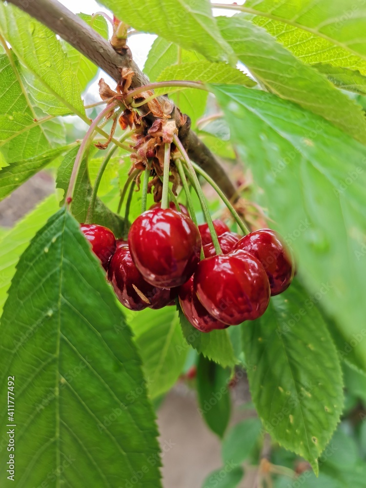 cherries on the tree cherries on the tree