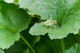 A green grasshopper sits on the edge of a large leaf of a wild plant
