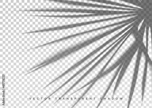 A Transparent shadow on top. Overlay of the shadows of natural lighting and palm leaf. Scene of Photorealistic vector illustration. A transparent shade from palm leaves.