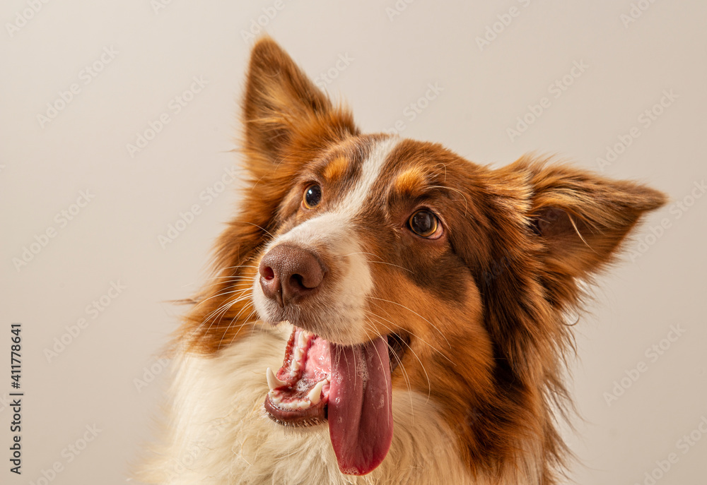 funny Australian Shepherd dog photographed at home funny Australian Shepherd dog photographed at home