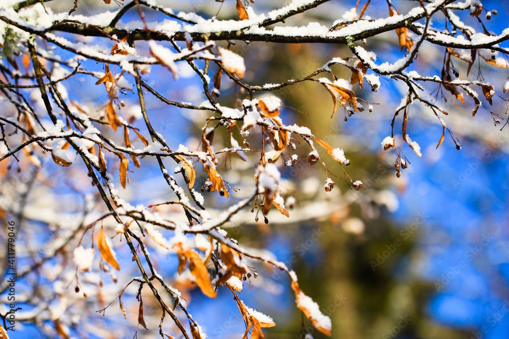 Linden, basswood, Tilia cordata branch with fruits on winter with snow Linden, basswood, Tilia cordata branch with fruits on winter with snow