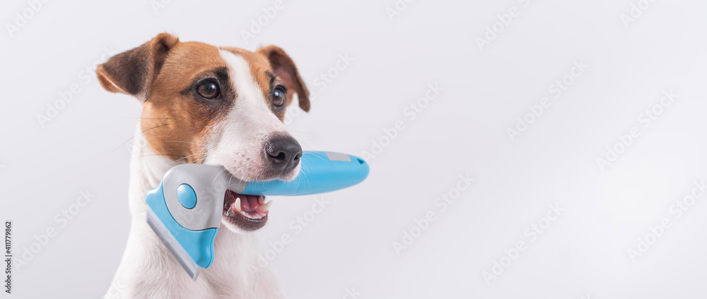 Furminator top jack russell