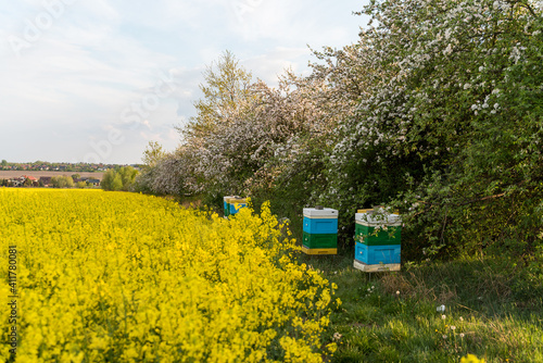 Beehives in an orchard, Blooming apple trees, colorful flowers on a fruit tree, pollinated by bees.