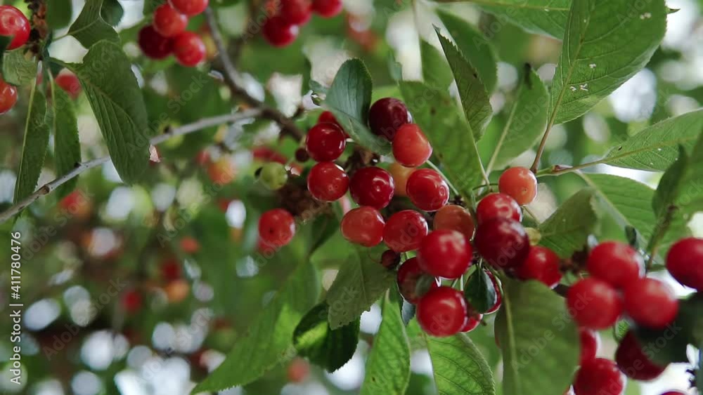 Red sour cherry tree branch with pair of tasty fruit on wind. Close-up cherry tree branches and fruit Red sour cherry tree branch with pair of tasty fruit on wind. Close-up cherry tree branches and fruit