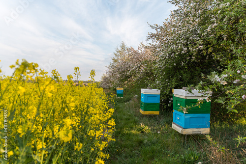 Beehives in an orchard, Blooming apple trees, colorful flowers on a fruit tree, pollinated by bees.