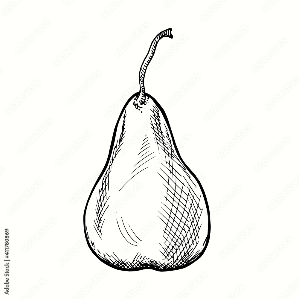 Hand drawn pear. Ink black and white drawing. Vector illustration Stock