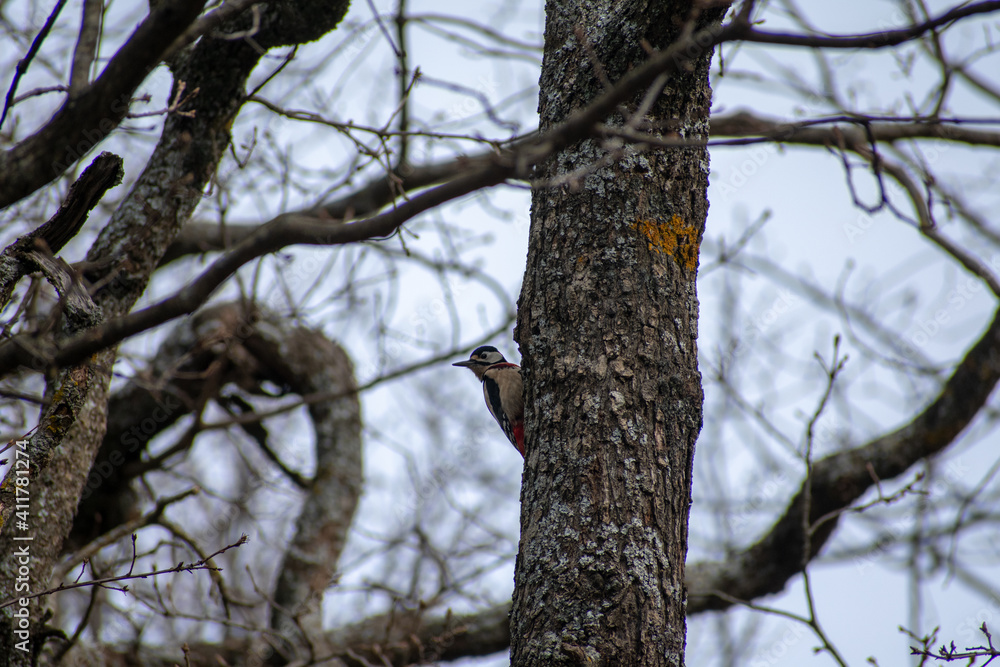 Great Spotted Woodpecker (Dendrocopos major) perching on a tree trunk. Great Spotted Woodpecker (Dendrocopos major) perching on a tree trunk.