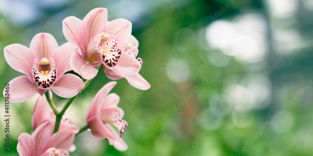Pink orchid. Beautiful tropical flower on blur green background with place for copy. Pink orchid. Beautiful tropical flower on blur green background with place for copy.