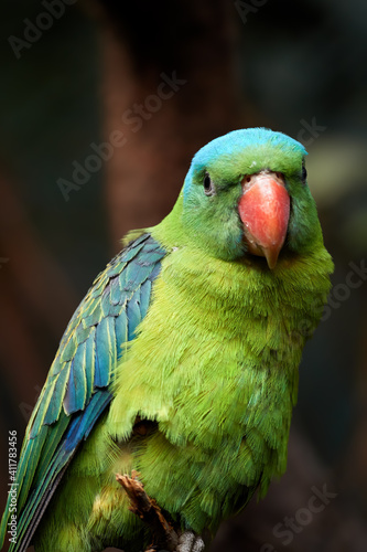 Portrait of Blue-naped parrot, Tanygnathus lucionensis, colorful parrot, native to Philippines. Green parrot with red beak and light blue rear crown, isolated against dark green jungle background. photo