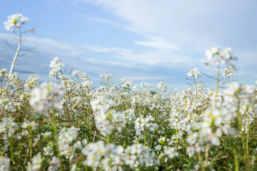 field of white flowers with a blue sky