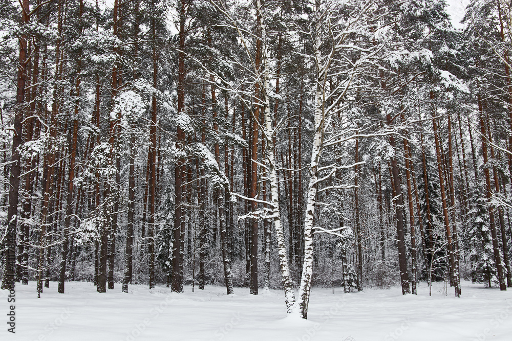 Forest in winter trees in the snow Forest in winter trees in the snow