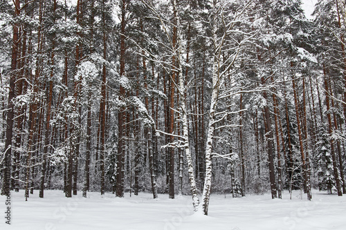 Forest in winter trees in the snow © xxx