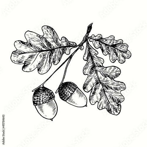 Hand drawn oak branch with acorns and leaves. Ink black and white drawing. Vector illustration
