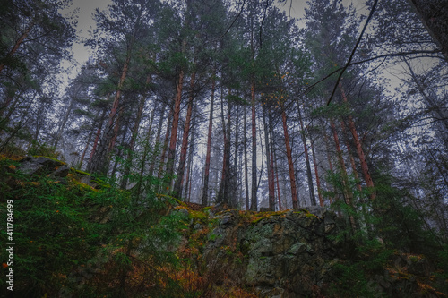 sun shining through forest