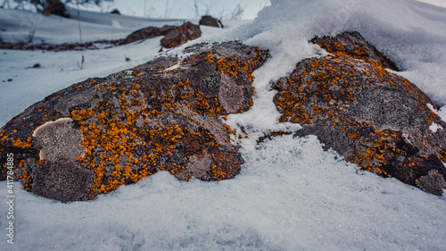 snow on the mountain