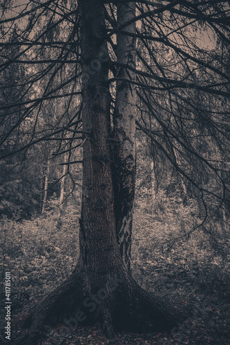 trees in the forest