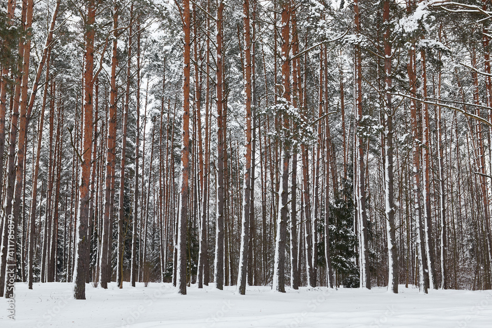 Fototapeta premium Forest in winter trees in the snow