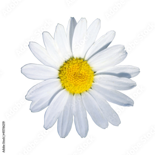 chamomile, daisy isolated on white background