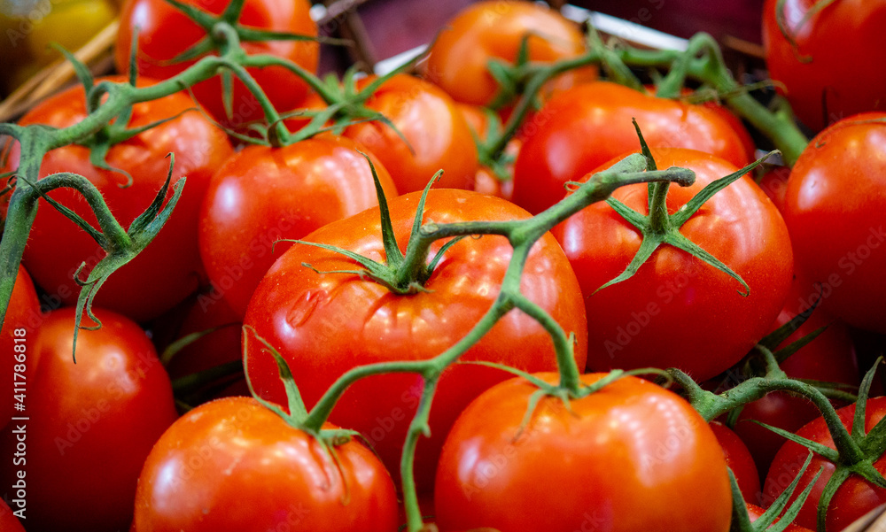 red tomatoes background. Group of tomatoes red tomatoes background. Group of tomatoes