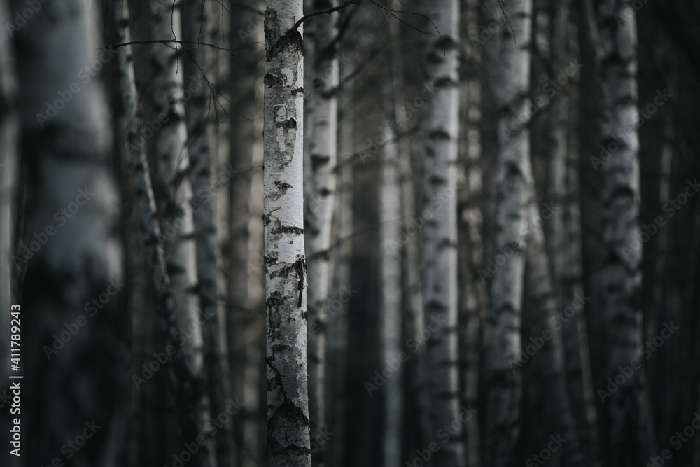 European white trunk birch trees abstract. European white trunk birch trees abstract.