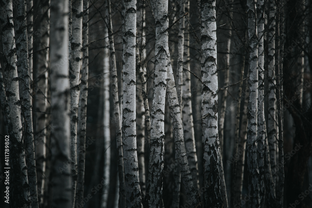European white trunk birch trees abstract.