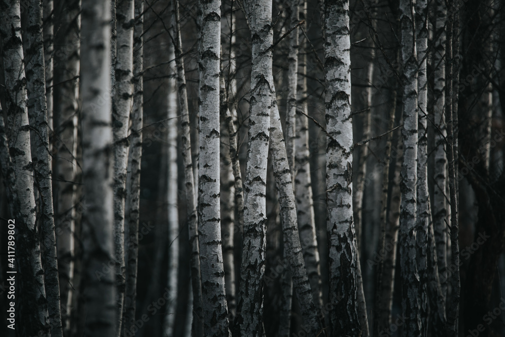 European white trunk birch trees abstract. European white trunk birch trees abstract.