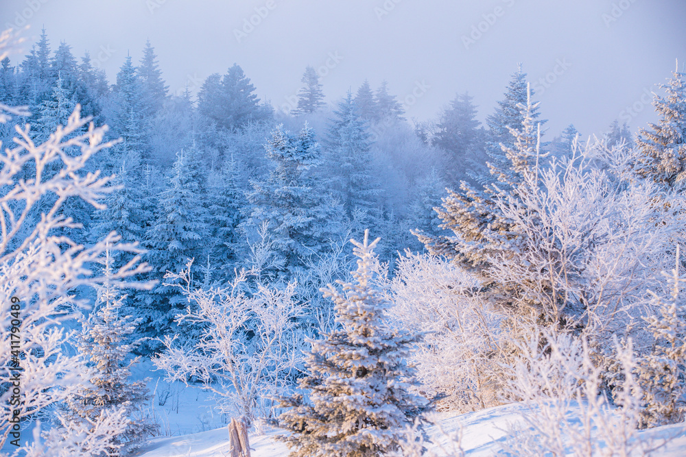 Beautiful winter landscape. Powdered low trees stand on the top of the mountain at sunset. Trees in the snow. Beautiful winter landscape. Powdered low trees stand on the top of the mountain at sunset. Trees in the snow.