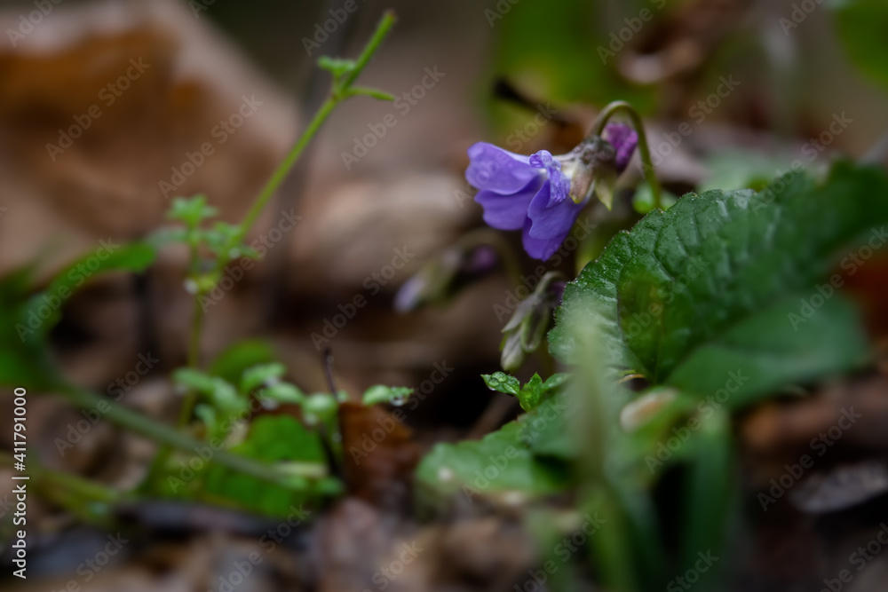 Violet fragrant forest or Viola odorata close-up blooms in the forest. The first spring flowers wake up. Rainy cloudy forest. Macrophotography of wild medicinal plants. Blurred background, soft focus Violet fragrant forest or Viola odorata close-up blooms in the forest. The first spring flowers wake up. Rainy cloudy forest. Macrophotography of wild medicinal plants. Blurred background, soft focus