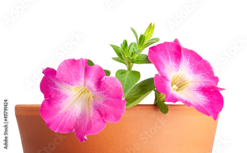 Pink surfinia petunia flowers photo