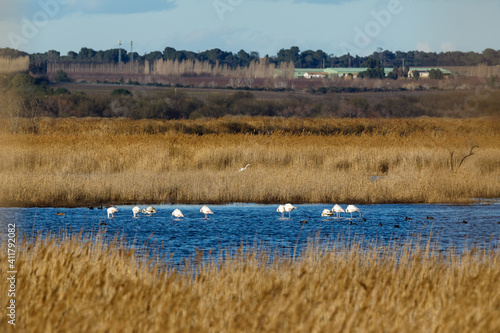 Lake in camargue