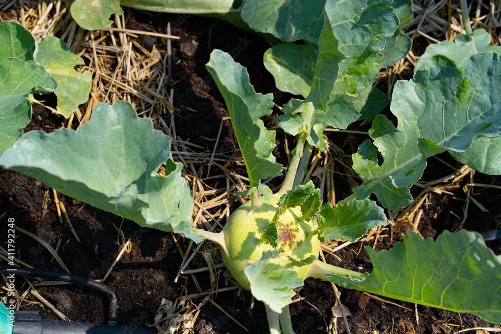 Fototapeta premium Organic vegetables grown on a farm.