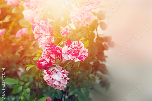 Rose flowers in the garden.High quality photo.