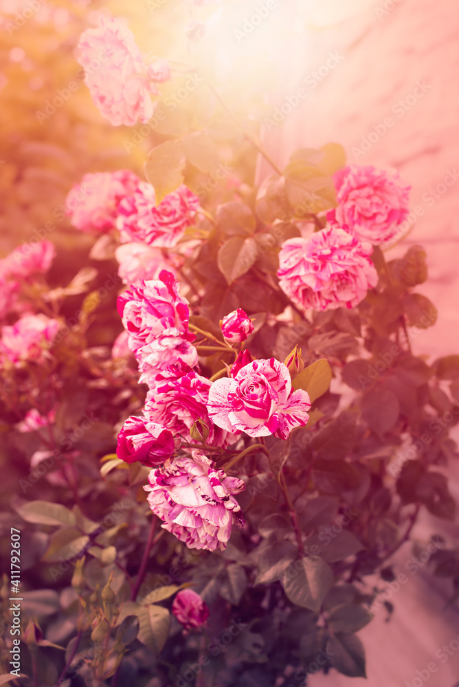 Rose flowers in the garden.High quality photo.