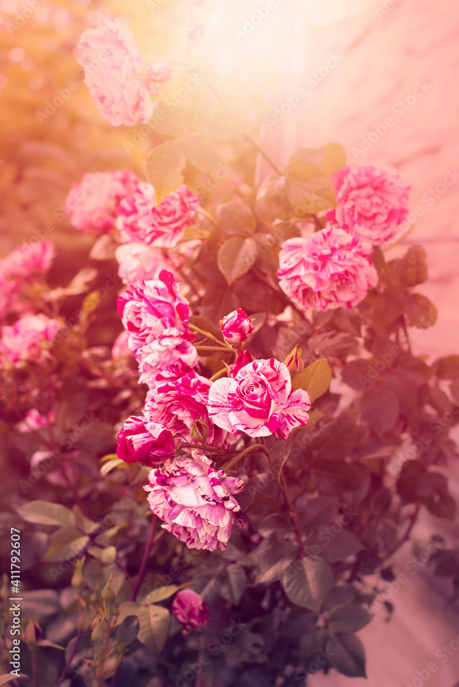 Rose flowers in the garden.High quality photo. Rose flowers in the garden.High quality photo.