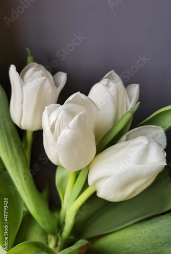White tulip on a gray background.