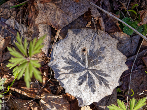 A small green sprout casts a shadow over a dry autumn sheet of round shape lying on the ground