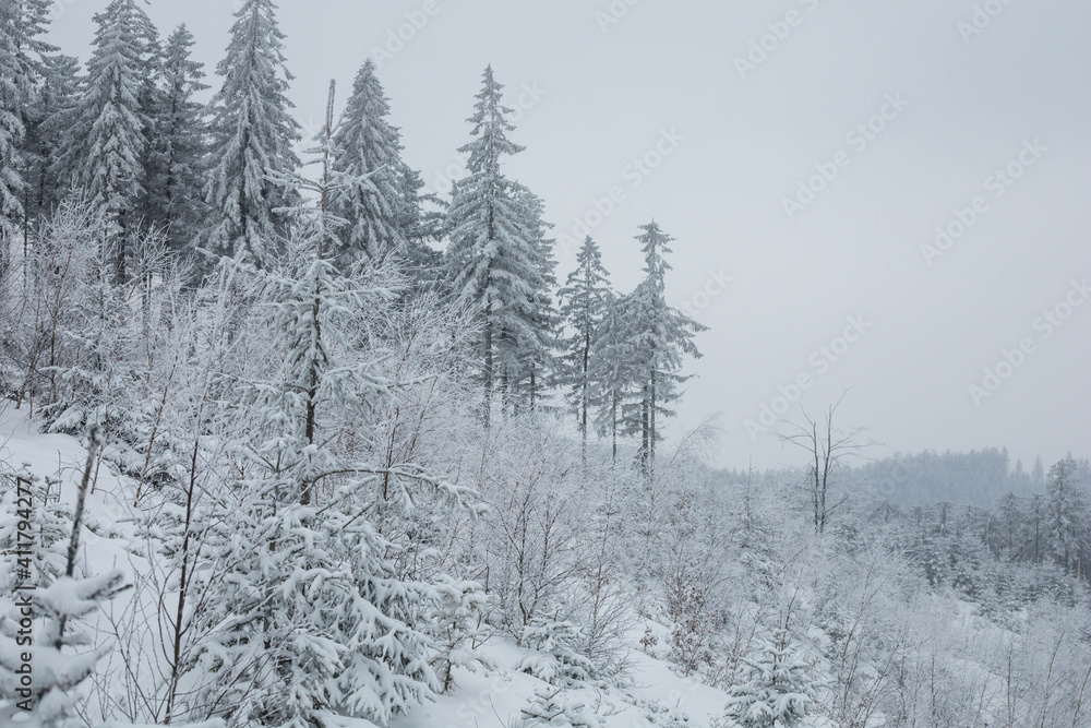 Snowy forrest near to Sokolowsko, Poland Snowy forrest near to Sokolowsko, Poland