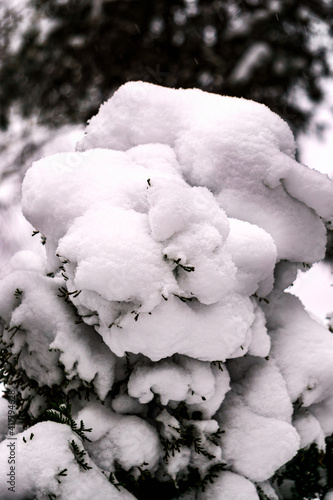 Branches of trees covered with white fluffy snow. © lizaveta25