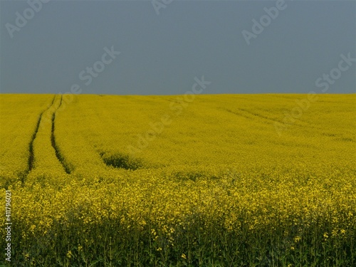 Blühendes gelbes Rapsfeld auf Hügel mit Himmel