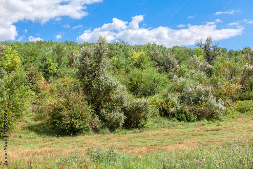 Uncultivated Nature with Green Bushes and Trees Uncultivated Nature with Green Bushes and Trees