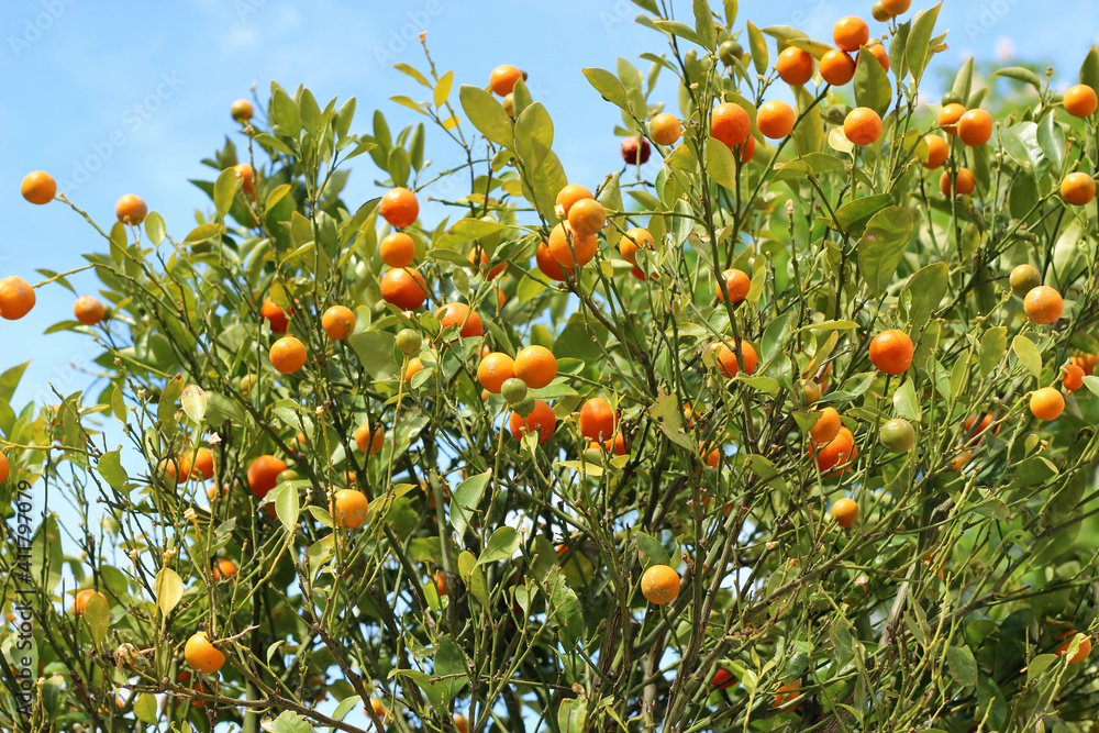 ripe tangerine tree with green leaves