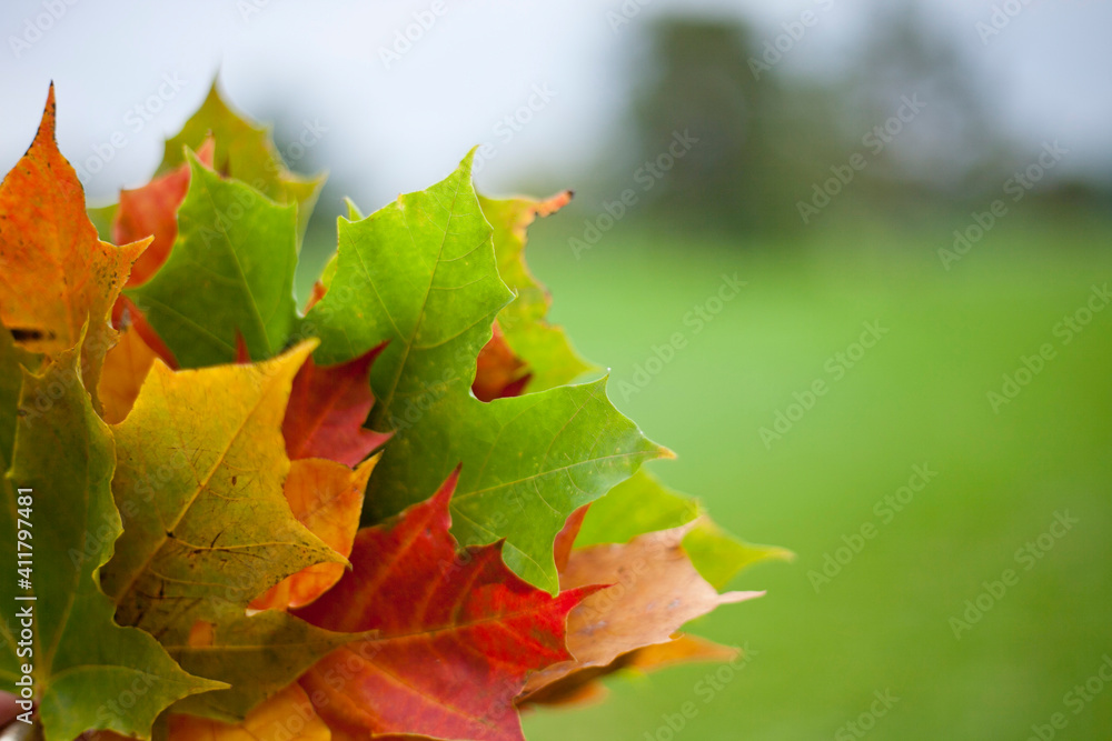 Colored maple leaves close up Colored maple leaves close up