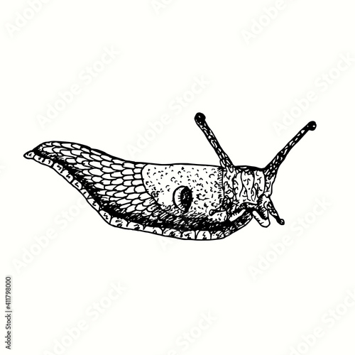 Hand drawn Deroceras agreste (field slug, grey field slug, milky slug, northern field slug) crawlin. Ink black and white drawing.