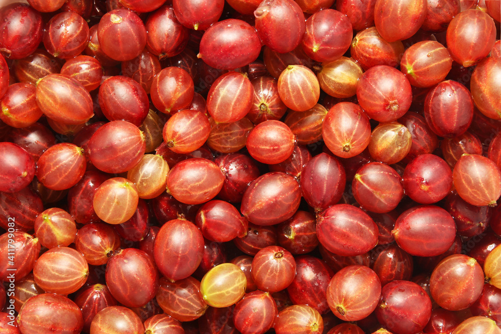Lots of ripe gooseberries background Lots of ripe gooseberries background